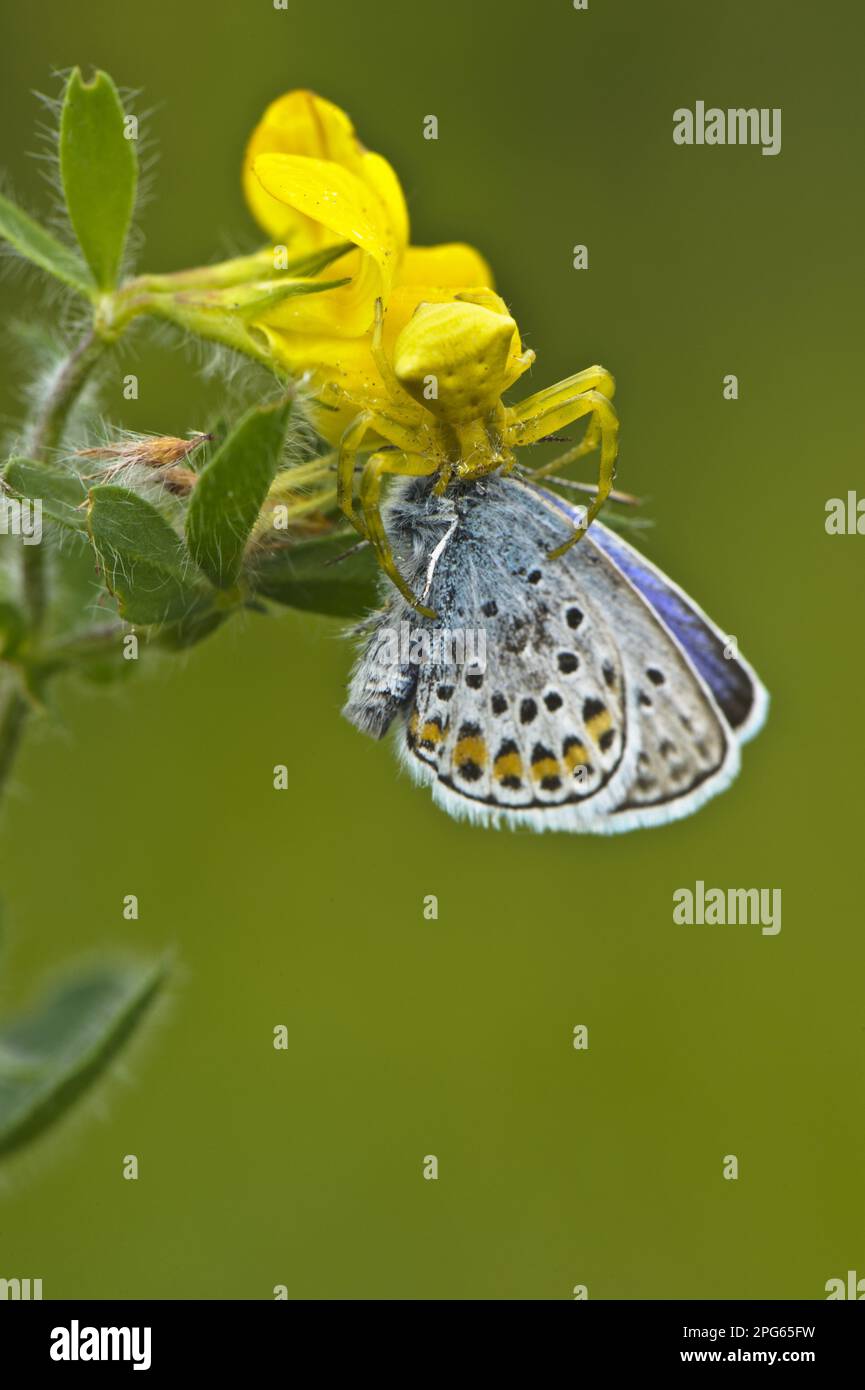 Araignée chinée (Thomisus onustus), femelle adulte, se nourrissant de la proie des papillons (Lycenidae sp.), Italie Banque D'Images