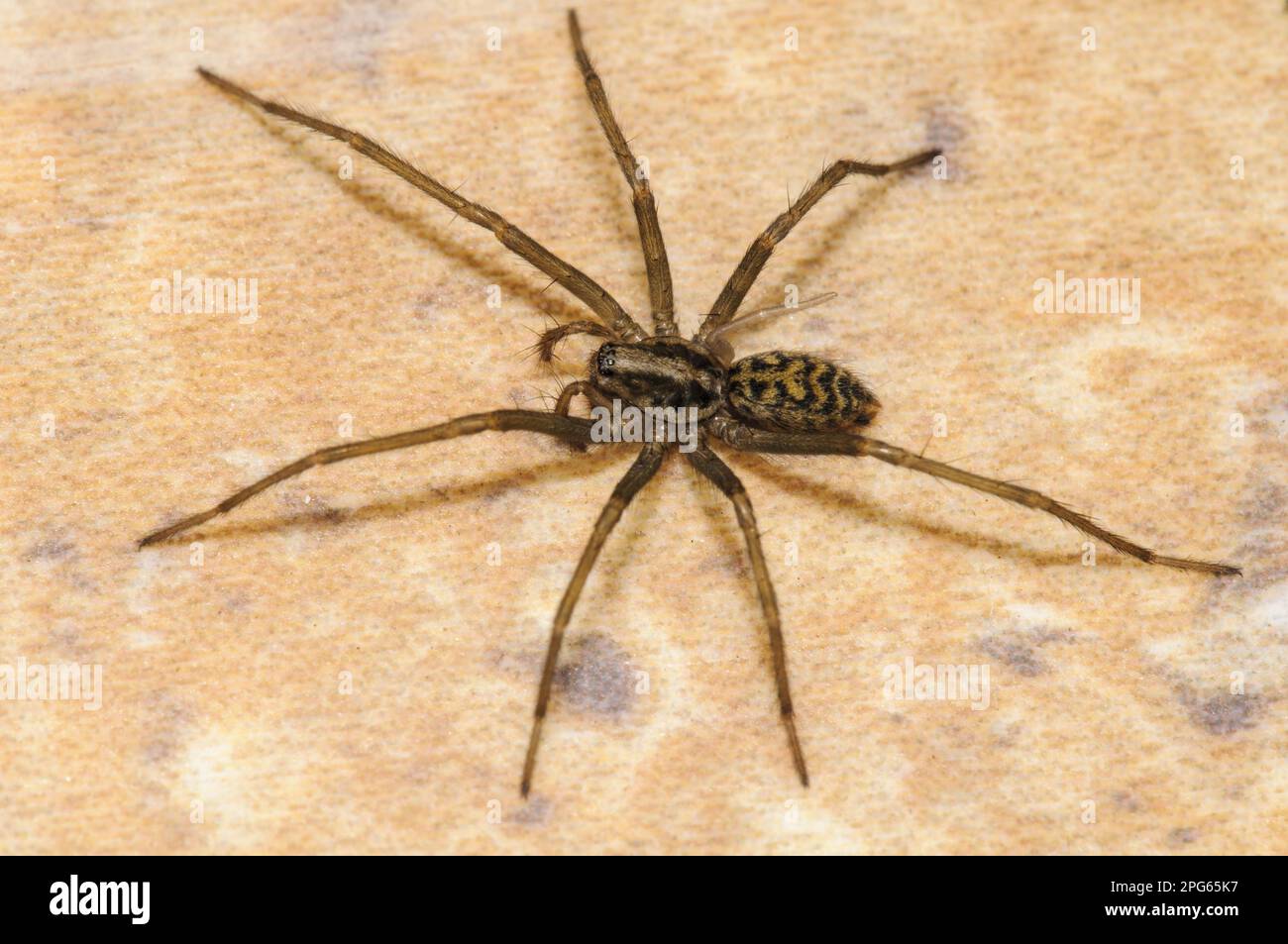Dustbunny Spider (Tegenaria atrica) adulte femelle, en train de régaler la jambe arrière droite, sur le sol carrelé de la maison, Thirsk, North Yorkshire, Angleterre Banque D'Images