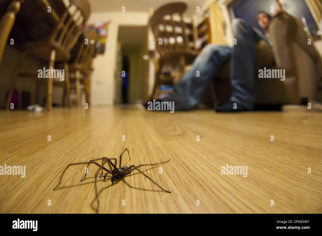 Araignée de maison géante (Tegenaria gigantea), adulte, marchant sur le sol de la salle de séjour, avec une personne assise sur une chaise en arrière-plan, Angleterre, Unis Banque D'Images