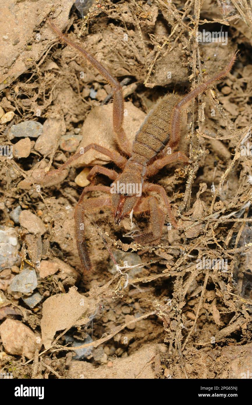 Araignée solaire européenne (Gluvia dorsalis) adulte, Espagne Banque D'Images