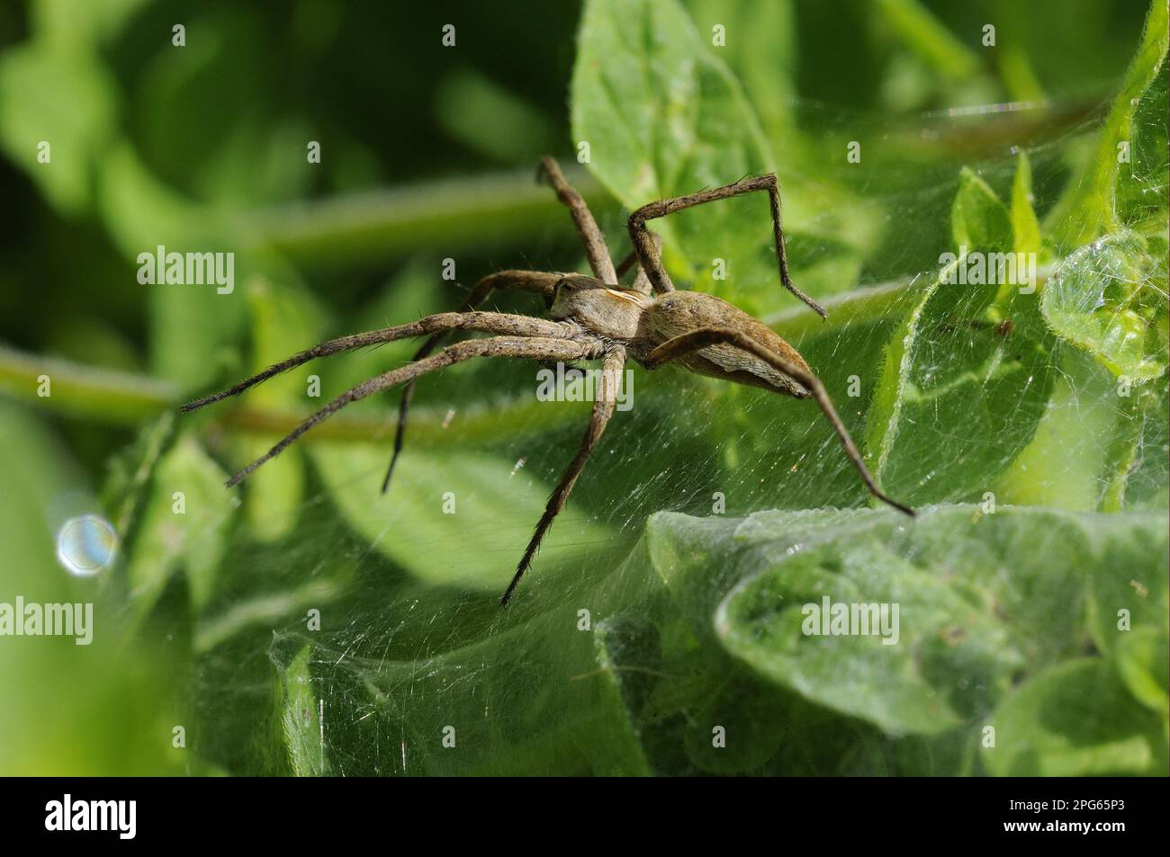 Araignées de liste, araignées de pépinière (Pisaura mirabilis), araignées de liste, araignées de cadeau de mariage, autres animaux, araignées, Arachnides, animaux, prédateurs Banque D'Images