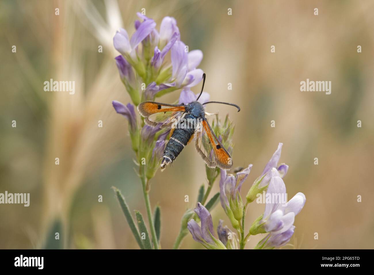 Pyropteron chrysidiforme (Bembecia chrysidiformis) adulte, se nourrissant de fleurs, Espagne Banque D'Images