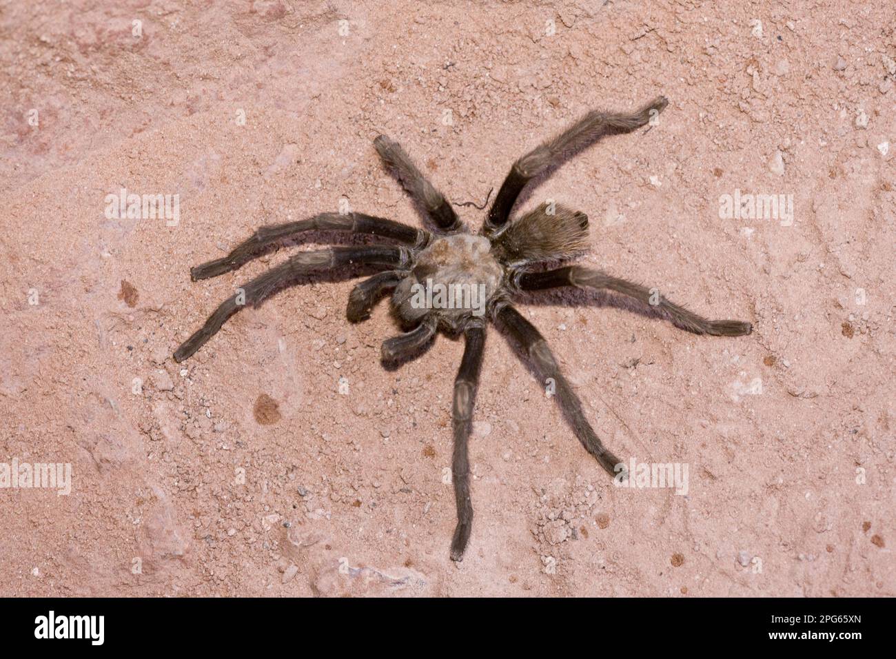 WESTERN Desert Tarantula (Aphonopelma chalcodes) adulte, avec jambe manquante, chemin de passage à niveau, Zion N. P. Utah (U.) S. A. Banque D'Images