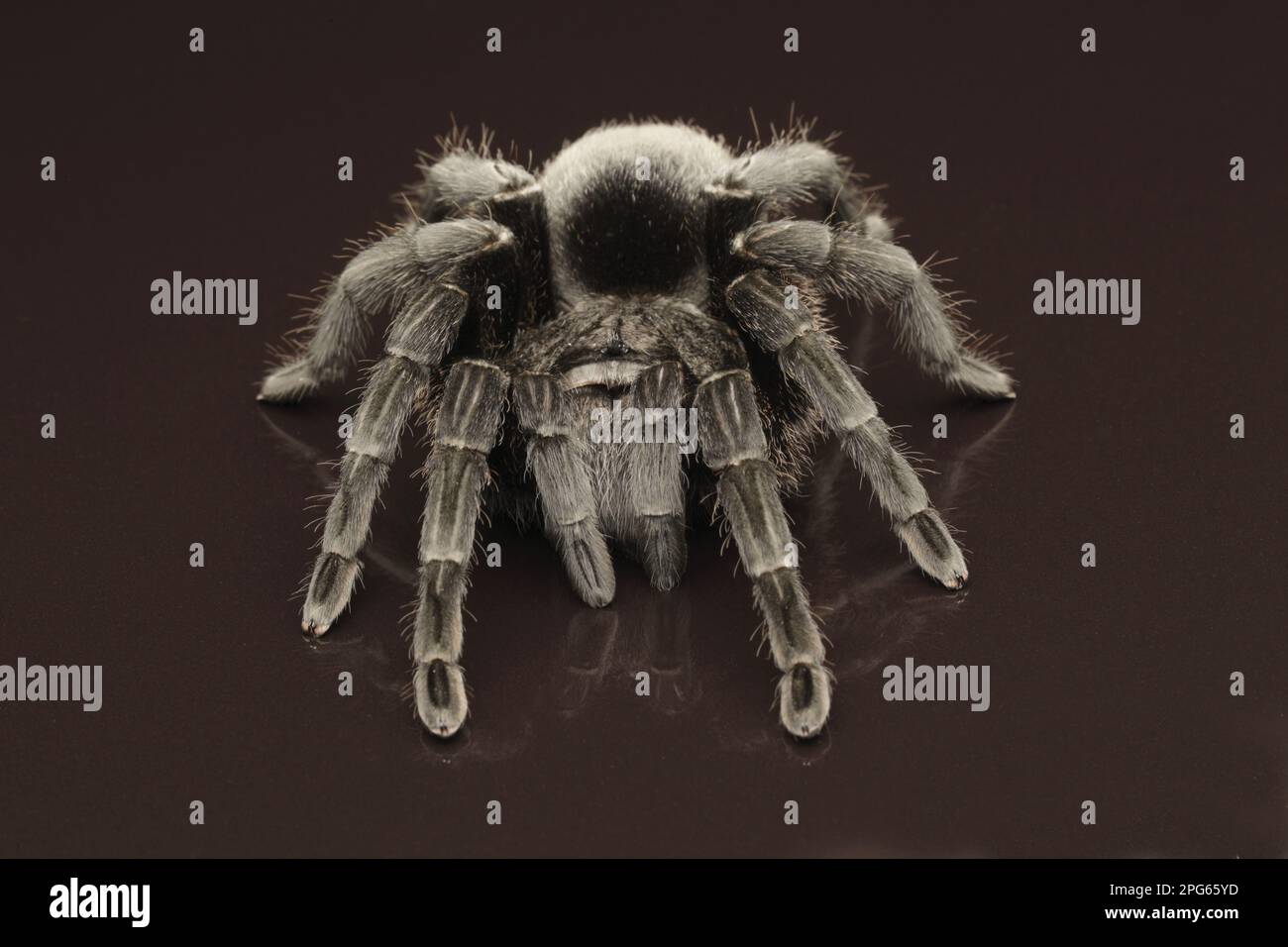 Araignée d'Uruguay noire (Grammostola pulchra), araignée d'Uruguay noire, autres animaux, araignées, Arachnidés, animaux, Tarantules, araignées de loup Banque D'Images