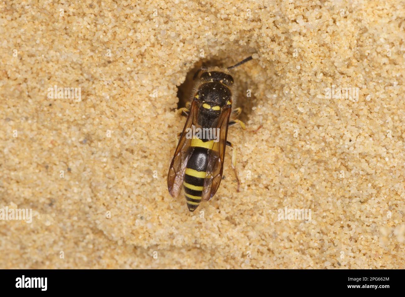 Guêpe d'argile, guêpe sociale (Vespidae), autres animaux, insectes, animaux, Mason Wasp (ancien parietum) adulte, terriers dans une falaise de grès Banque D'Images