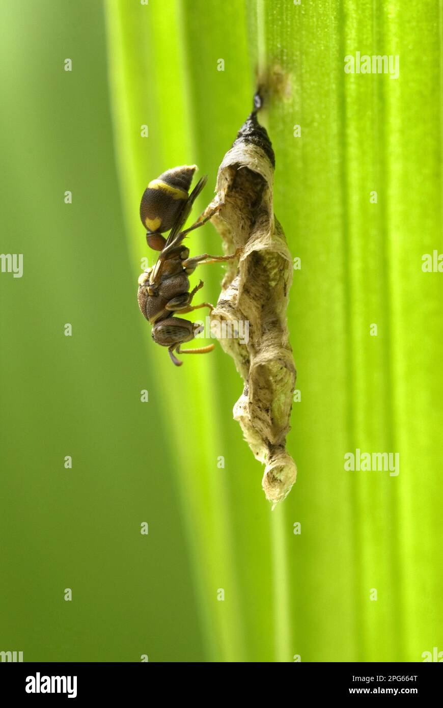 La petite guêpe de papier brun adulte (Ropalidia révoluoralis) construit des cellules larvaires sur la feuille, Trivandrum, Kerala, Inde Banque D'Images