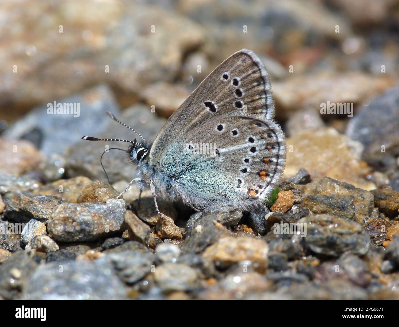 Géranium Argus (Plebejus eumedon) adulte, eau potable minéraux du sol, Alpes italiennes, Italie Banque D'Images