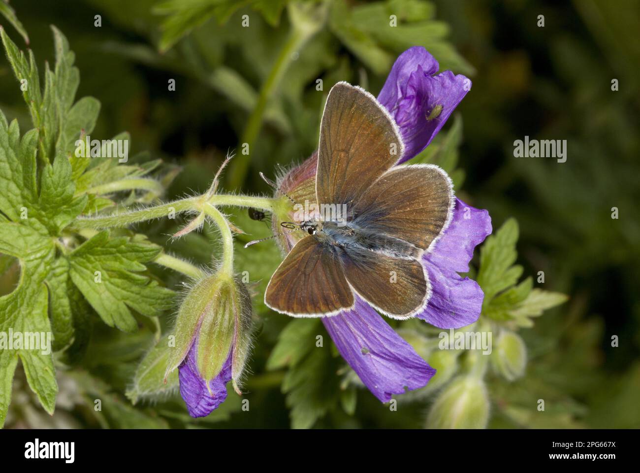 Géranium Argus (Plebejus eumedon) adulte, se nourrissant de fleurs de Cranesbill caucasien (Geranium ibericum) dans un pâturage élevé, Anzar Yayla, Pontic Banque D'Images