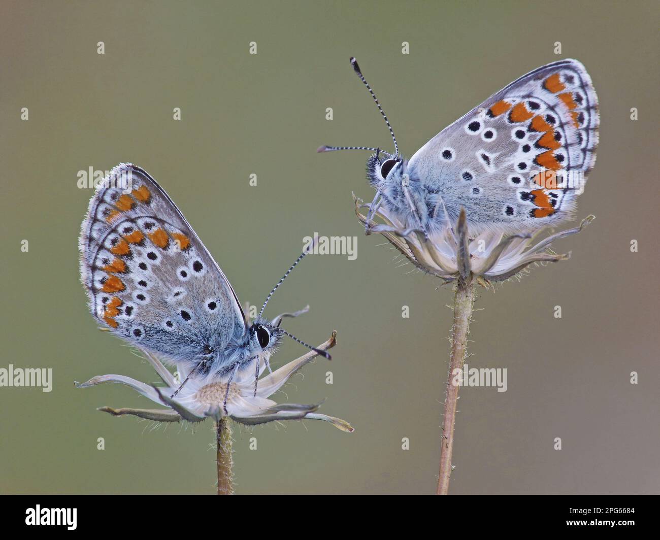 Argus brun (Aricia agestis) deux adultes, rôtis sur des fleurs sèches, Corse, France Banque D'Images