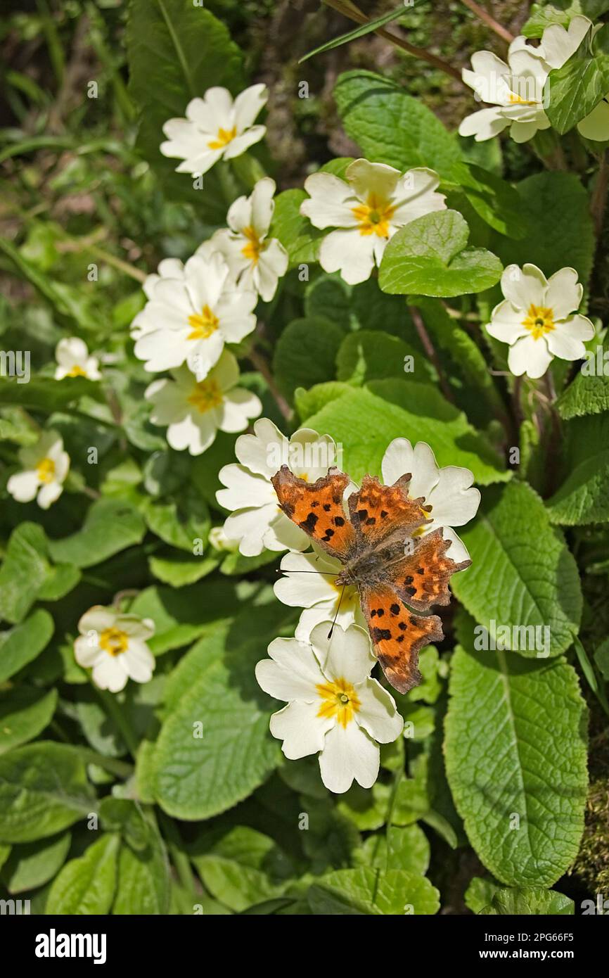 Comma (Polygonia c-album) adulte, Feeding on primrose (Primula vulgaris), Warwickshire, Angleterre, printemps Banque D'Images