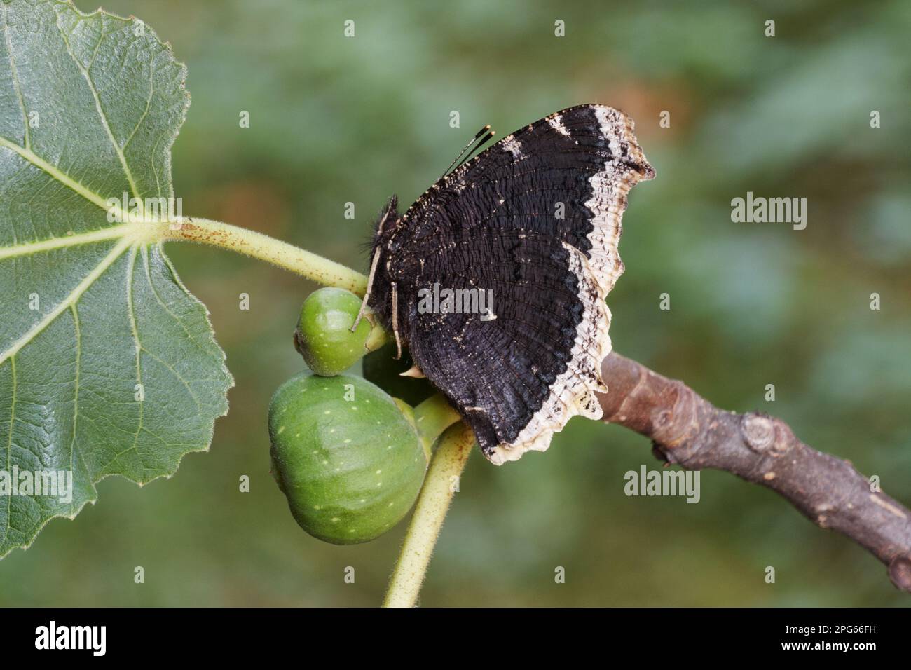 Beauté Camberwell (Nymphalis antiopa) adulte, sous-sol, reposant sur la Fig commune (Ficus carica), Alpes italiennes, Italie Banque D'Images