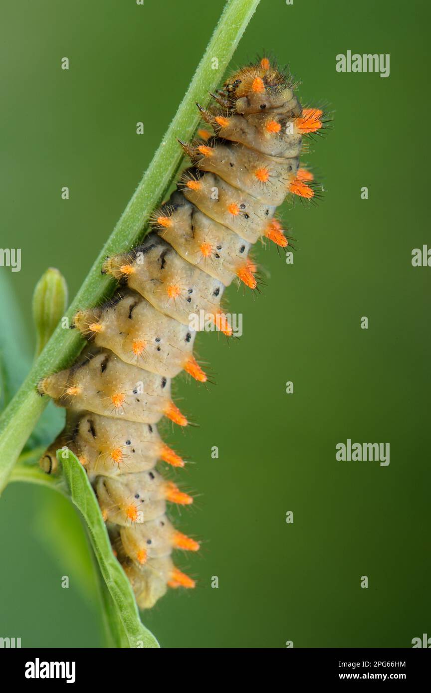 Chenille de la Festoon du Sud (Zerynthia polyxena), reposant sur la tige, Italie Banque D'Images