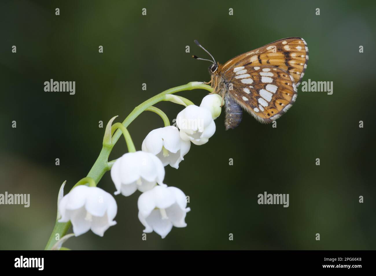 Duc de duc de Bourgogne (Hamearis lucina) adulte reposant sur le nénuphars de la vallée (Convallaria majalis) fleurs dans le jardin, Angleterre, Royaume-Uni Banque D'Images