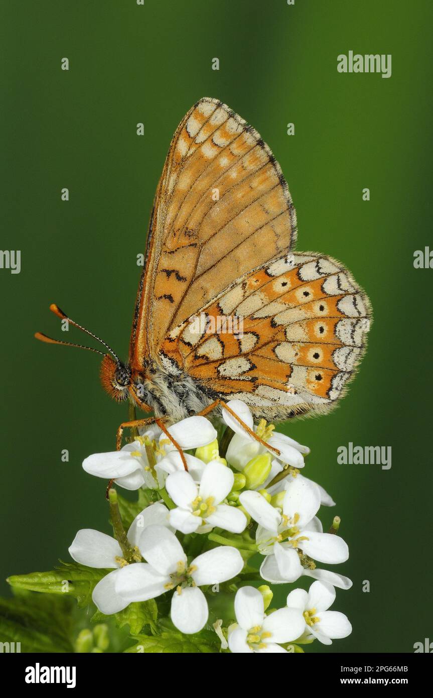 Cabiosa Fritillary, Fritillary doré, Abbiss Fritillary, autres animaux, insectes, Papillons, animaux, frit de marais (Euphydryas aurina) adulte Banque D'Images