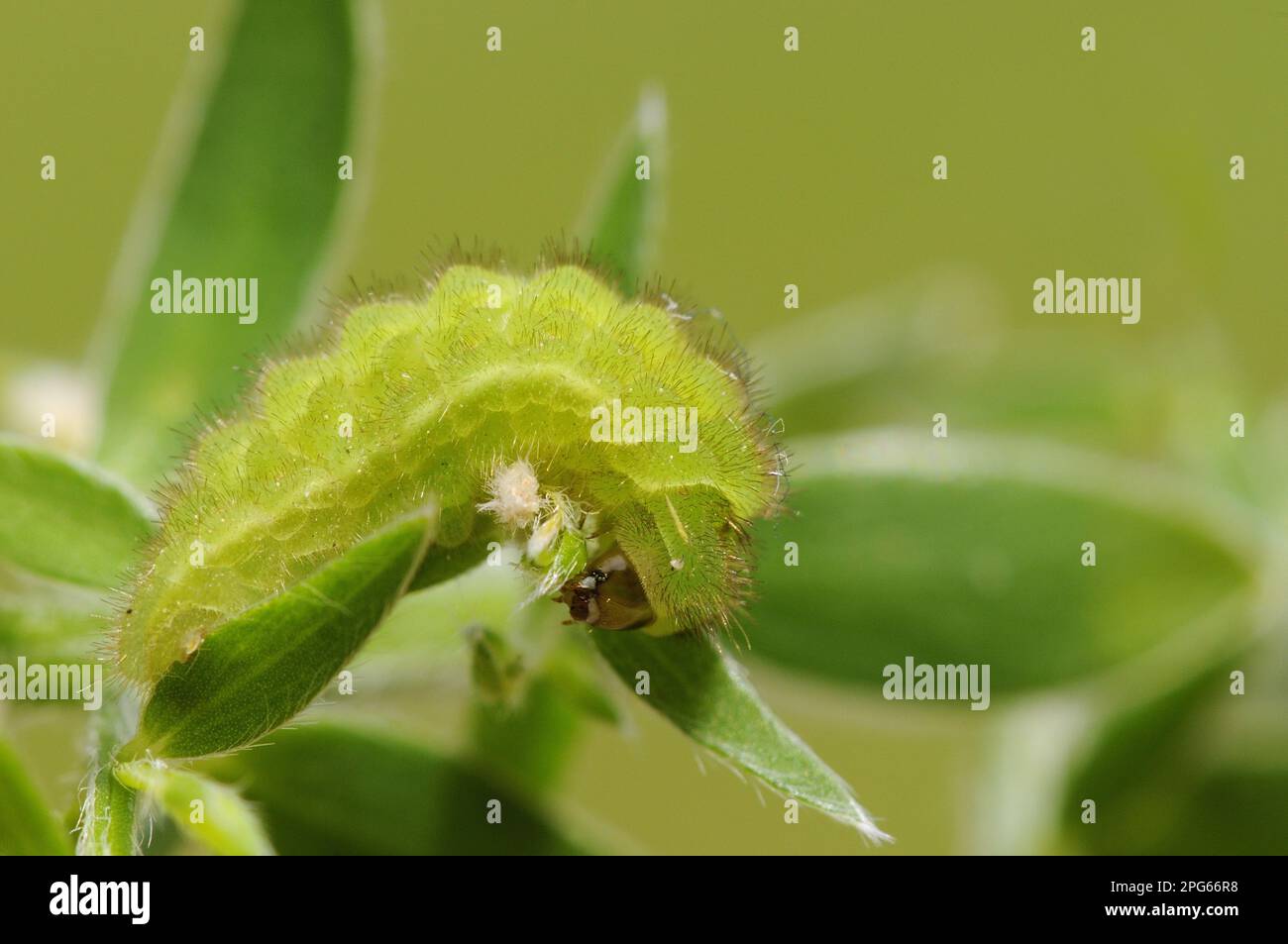 Queue de cheveux verte (Callophrys rubi), autres animaux, insectes, papillons, animaux, Green strie Hairlarva, se nourrissant sur le gorse Oxfordshire, Angleterre Banque D'Images