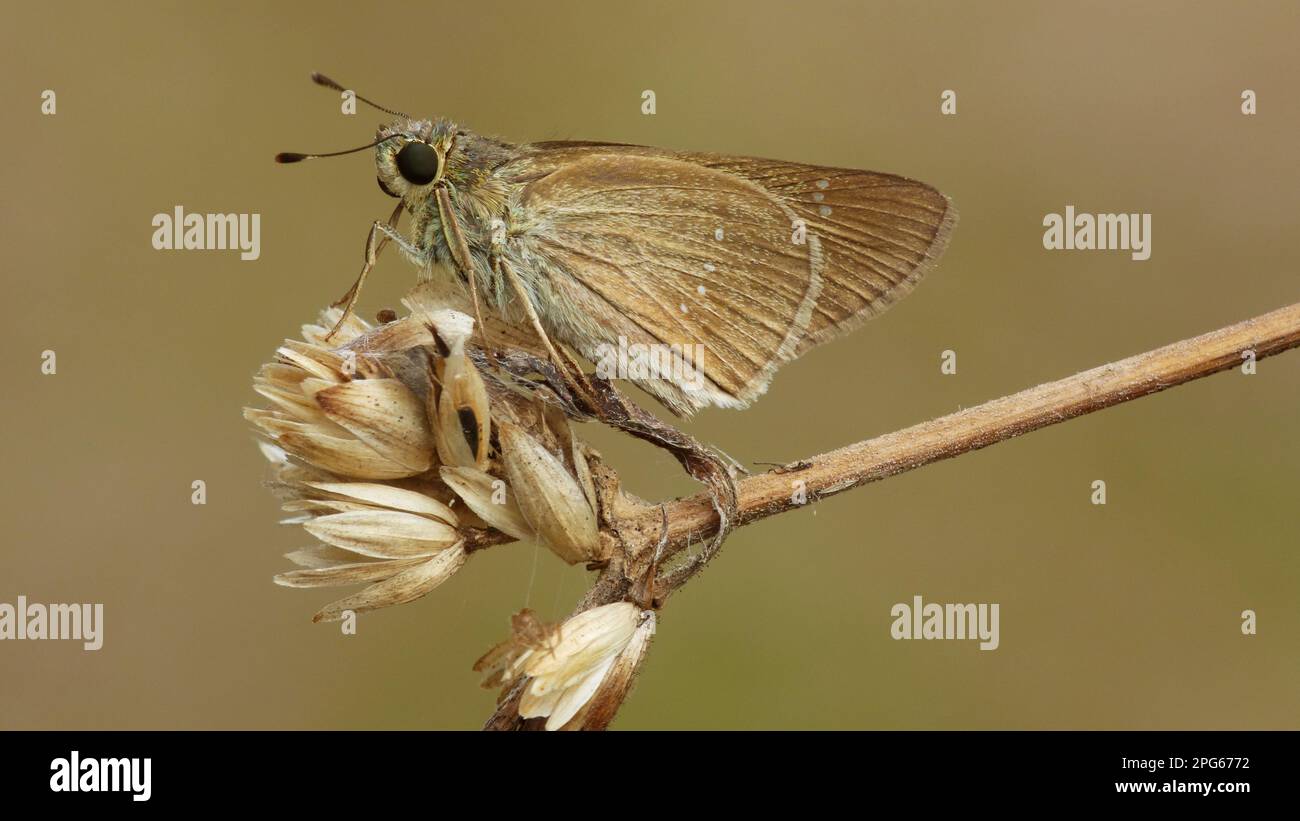 Hesperiidae, autres animaux, insectes, papillons, animaux, Lyell's Swift (Pélopidas lyelli) adulte, reposant sur une végétation sèche Banque D'Images