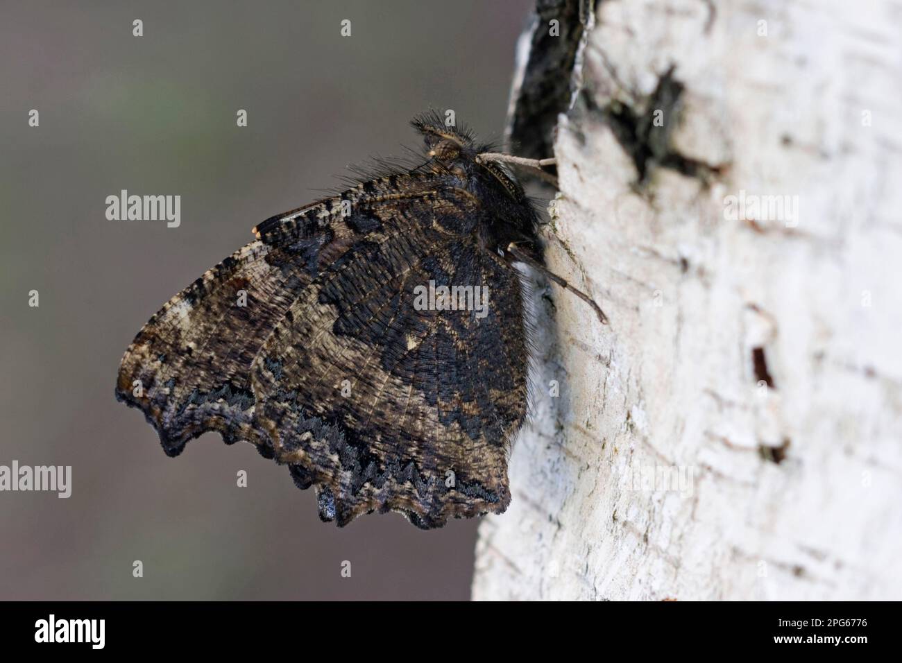 Tortoiseshell à pattes jaunes (Nymphalis xanthomelas), grands renards de l'est, autres animaux, insectes, papillons, Animaux, Tortoiseshell à pattes jaunes Banque D'Images