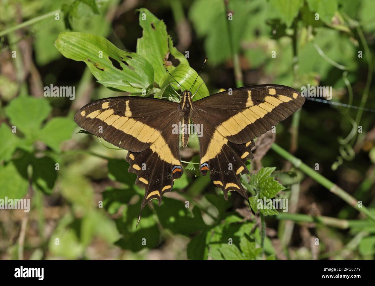 Bahaman Swallowtail (Papilio andraemon) adulte, reposant sur des feuilles, Linstead, Jamaïque Banque D'Images