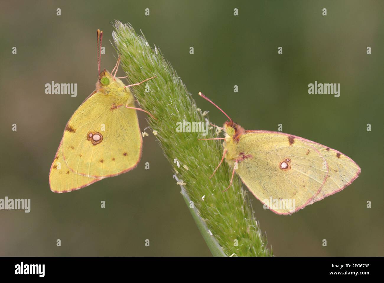 Paire adulte jaune foncé (Colias croceus), endormi sur la tête de fleur d'herbe, Lesvos, Grèce Banque D'Images