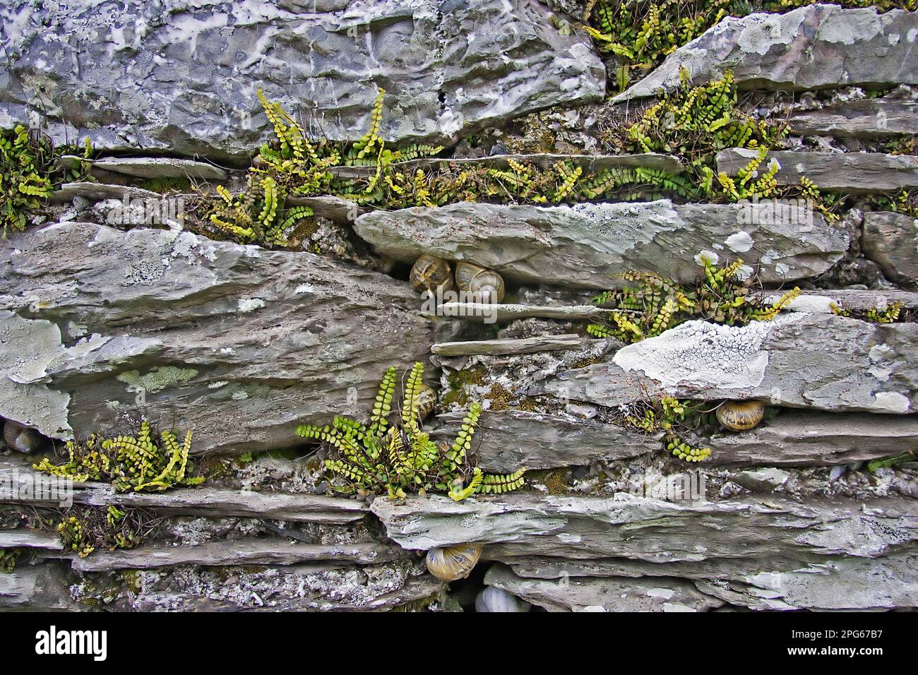 L'aspléenworte de Maidenhair (Asplenium trichomanes) sur le mur de calcaire, escargots de jardin (Helix aspersa) hibernant dans les fissures, Dévonien, Angleterre, printemps Banque D'Images