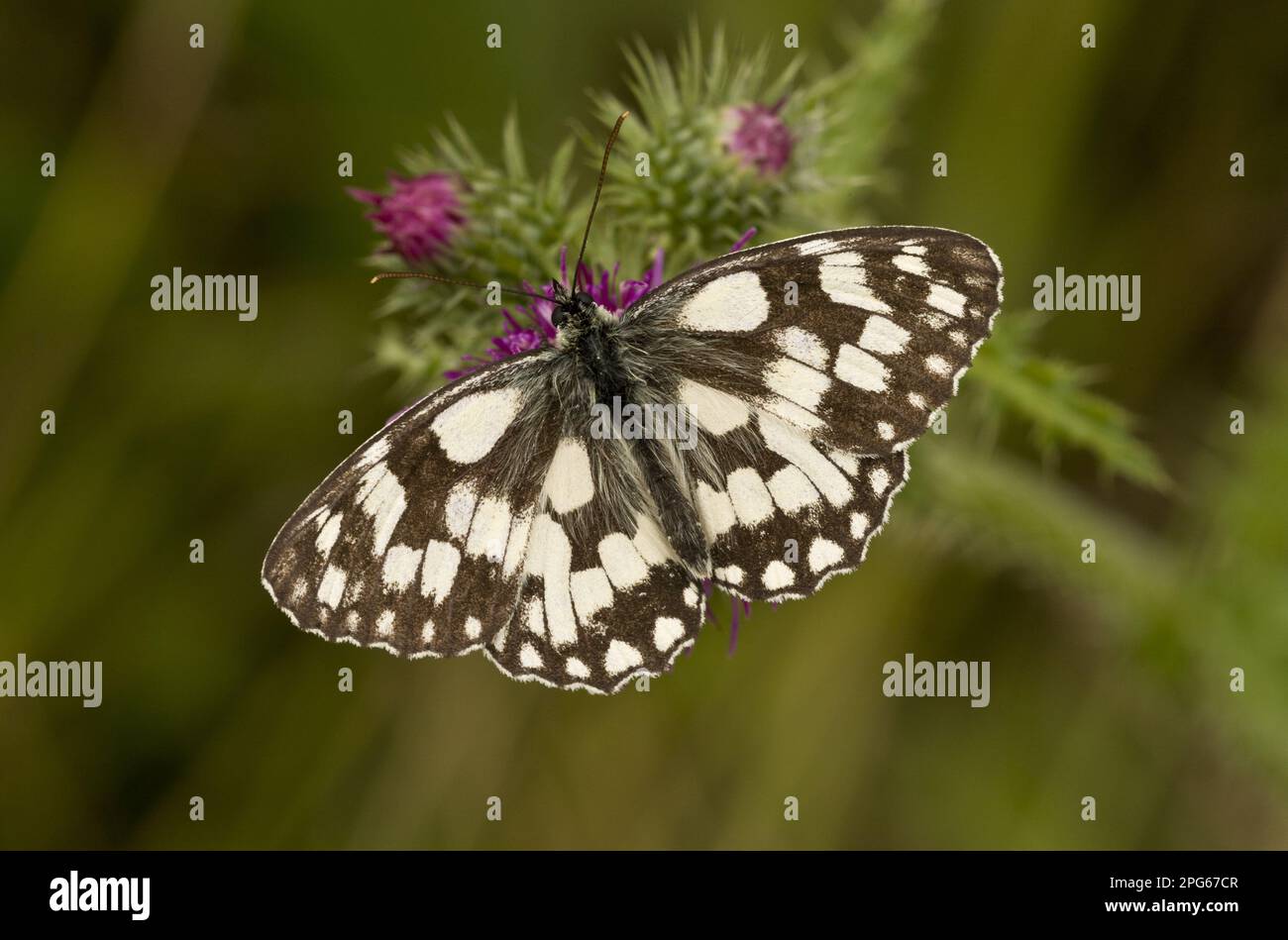 Blanc marbré (Melanargia galathea) adulte, se nourrissant de fleurs de chardon (Carduus crispus), réserve naturelle de Ranscombe Farm, Kent, Angleterre, United Banque D'Images