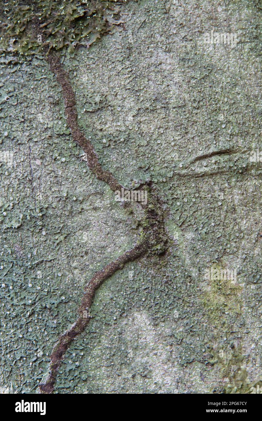 Goupie (Goupia glabra) gros plan de l'écorce, avec des canaux termites, Kaieteur N. P. Bouclier du Guyana, Guyana Banque D'Images