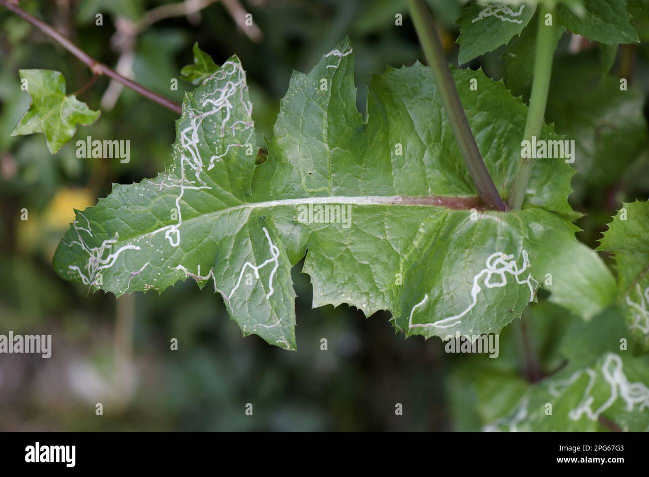 Des mines de feuilles de larves de ménés de l'agromyzide feuilles dans les feuilles de chardon-truie lisse (Sonchus oleraceus), source hôte des guêpes parasitoïdes Banque D'Images