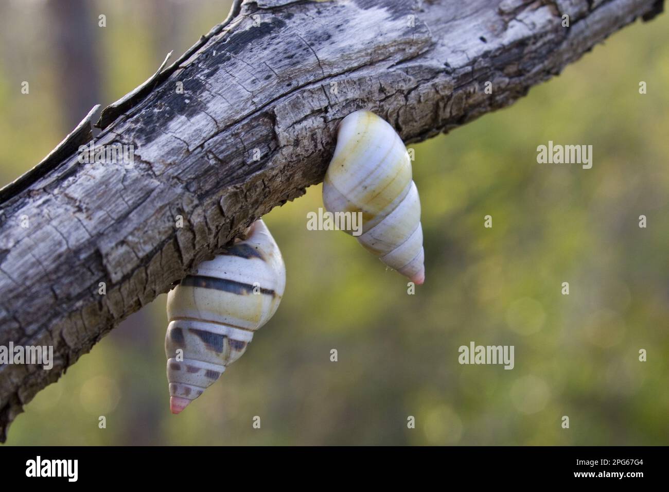 Escargot d'arbre de Floride (liguus fasciatus), escargot d'arbre de floride, autres animaux, escargots, animaux, Mollusques, escargot des arbres de Liguus, Floride Banque D'Images