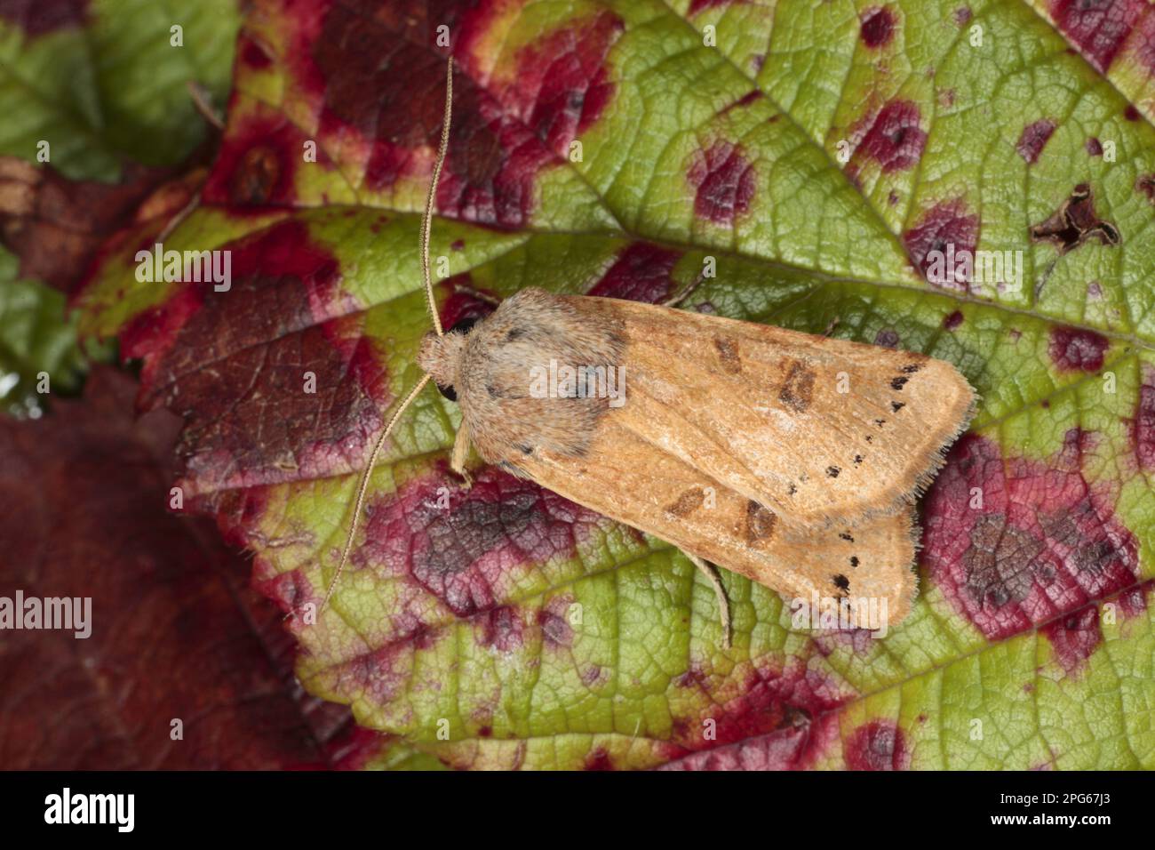 Lunar Underwing (Omphaloscelis lunosa) adulte, reposant sur la feuille, Powys, pays de Galles, Royaume-Uni Banque D'Images