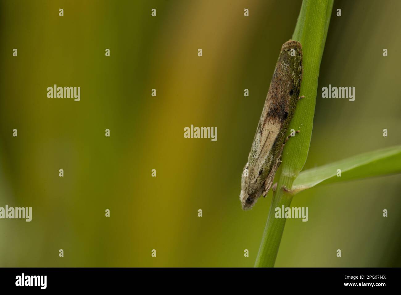 Papillon des abeilles, papillon des abeilles (Aphomia sociella), papillon des abeilles, papillons des abeilles, papillons des abeilles, papillons des abeilles, papillons des abeilles, papillons des abeilles, papillons des abeilles, insectes, papillons des papillons Banque D'Images