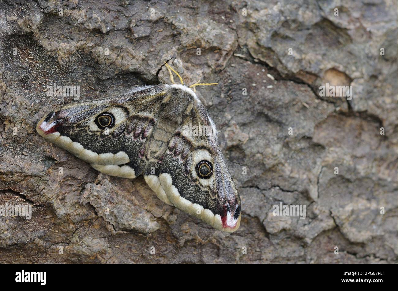 Petits papillons de nuit (Saturnia Pavonia), petits paon de nuit, paon, insectes, papillons de nuit, Papillons, animaux, autres animaux, Empereur Moth adulte Banque D'Images