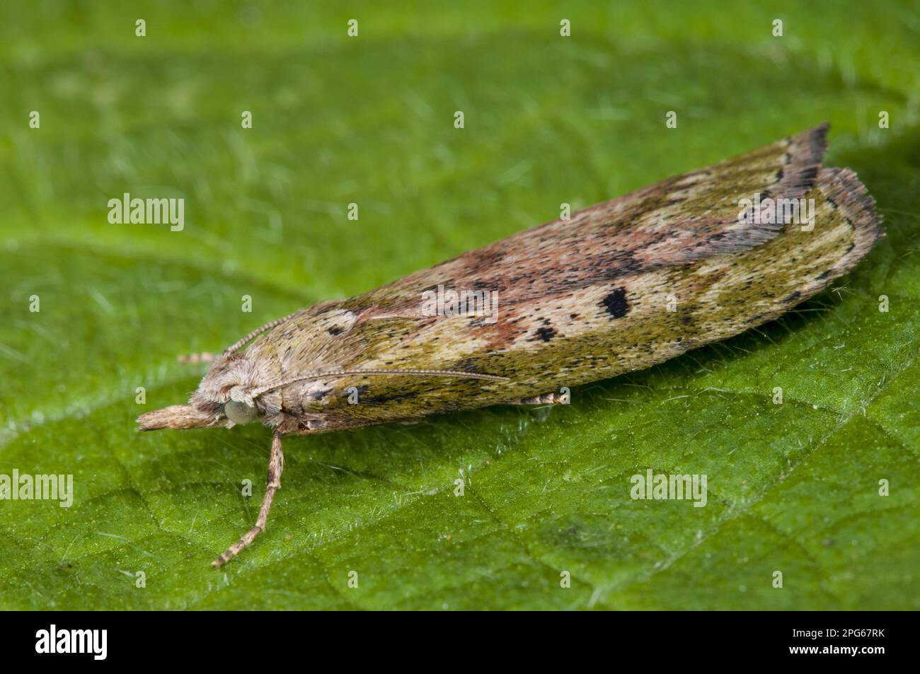 Abeille Moth (Aphomia sociella) adulte, reposant sur la feuille dans le jardin, Sowerby, North Yorkshire, Angleterre, Royaume-Uni Banque D'Images