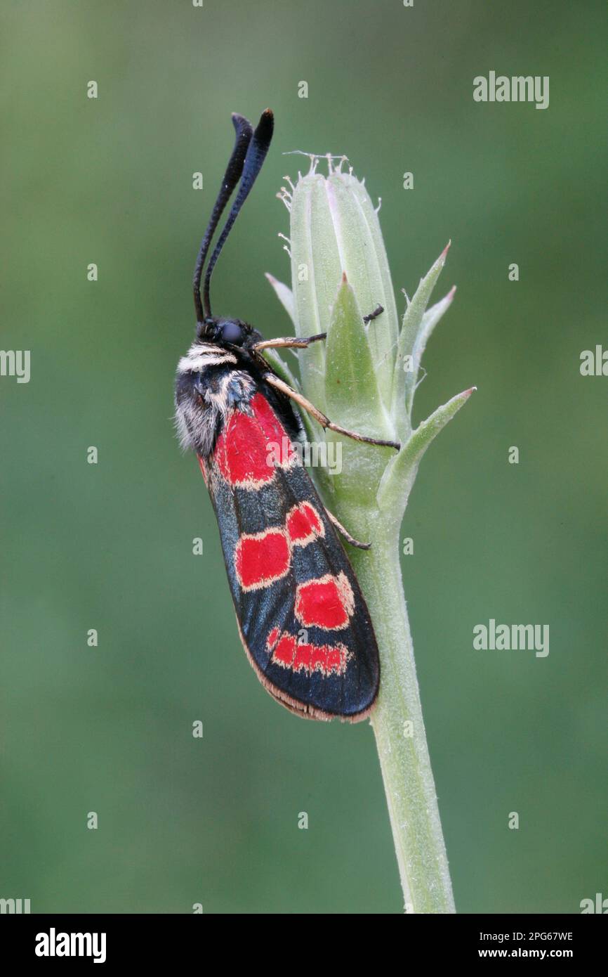 Saint foin Widder, Sainfoin Widder, Krainer Widderchen, autres animaux, insectes, Papillons, animaux, collier blanc de la Moth Burnett (Zygaena carniolica) Banque D'Images