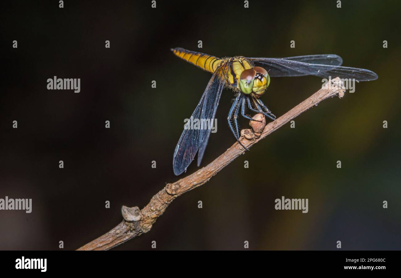 Une libellule perchée sur une branche d'arbre et un arrière-plan naturel, foyer sélectif, macro insecte, insecte coloré en Thaïlande. Banque D'Images