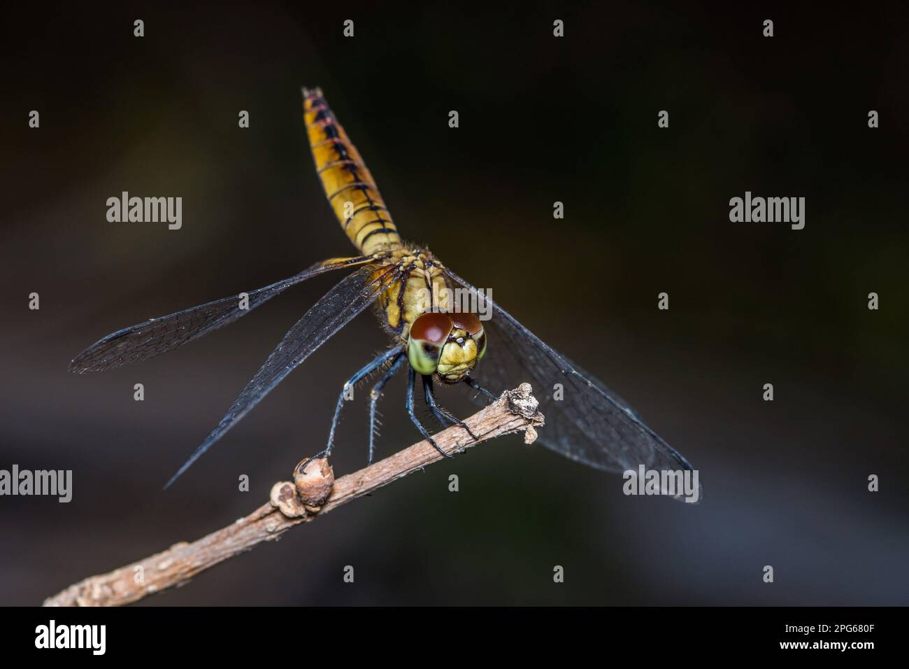 Une libellule perchée sur une branche d'arbre et un arrière-plan naturel, foyer sélectif, macro insecte, insecte coloré en Thaïlande. Banque D'Images