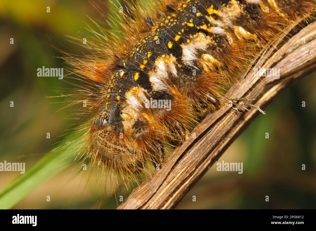 Drinker Moth (Euthrix potatoria) caterpillar, gros plan de la tête, sur la tige de la ruée morte, Priory Water nature Reserve, Leicestershire, Angleterre, United Banque D'Images