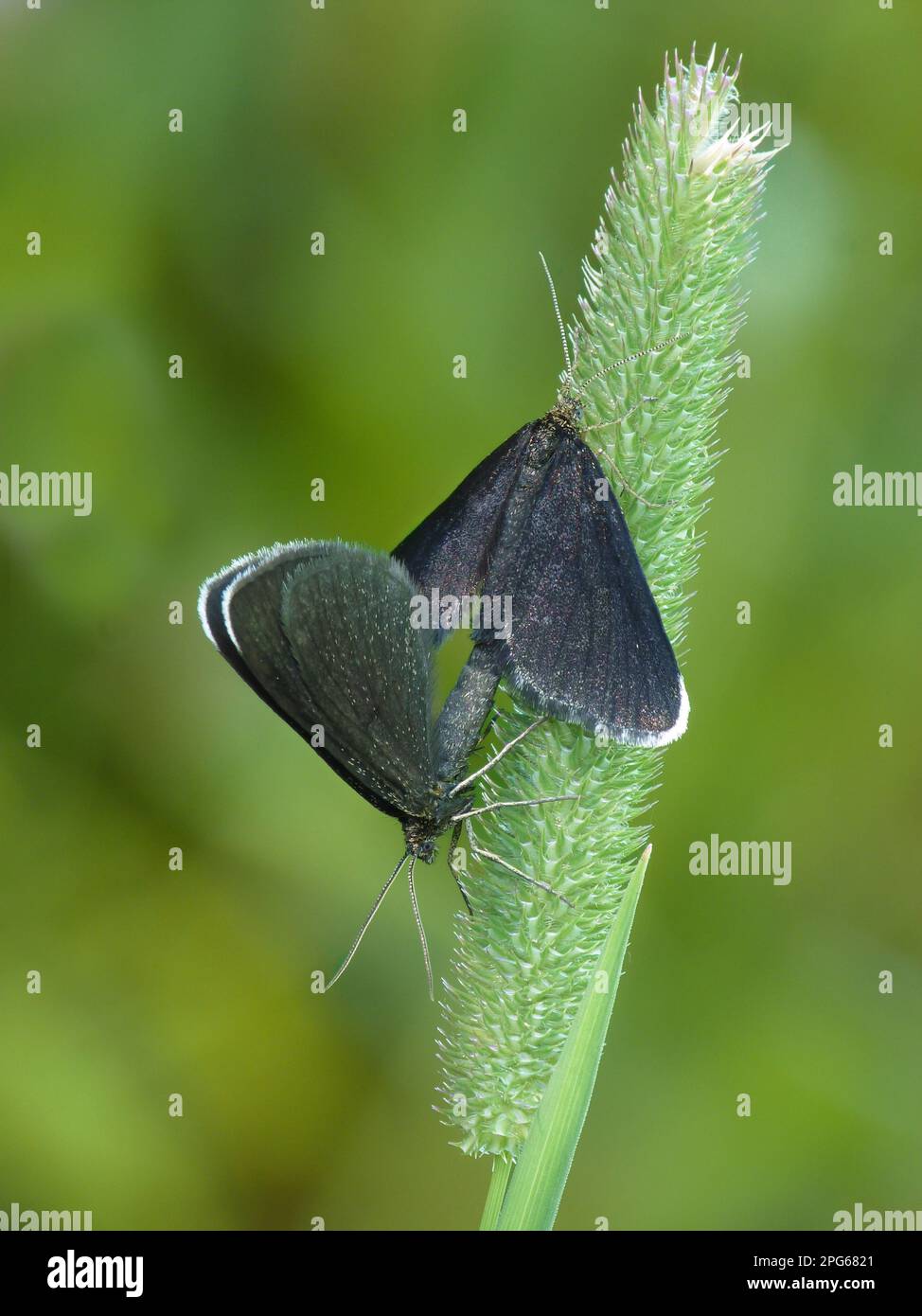 Cheminée Sweeper (Odezia atrata) paire adulte, accouplement sur herbe, Alpes italiennes, Italie Banque D'Images