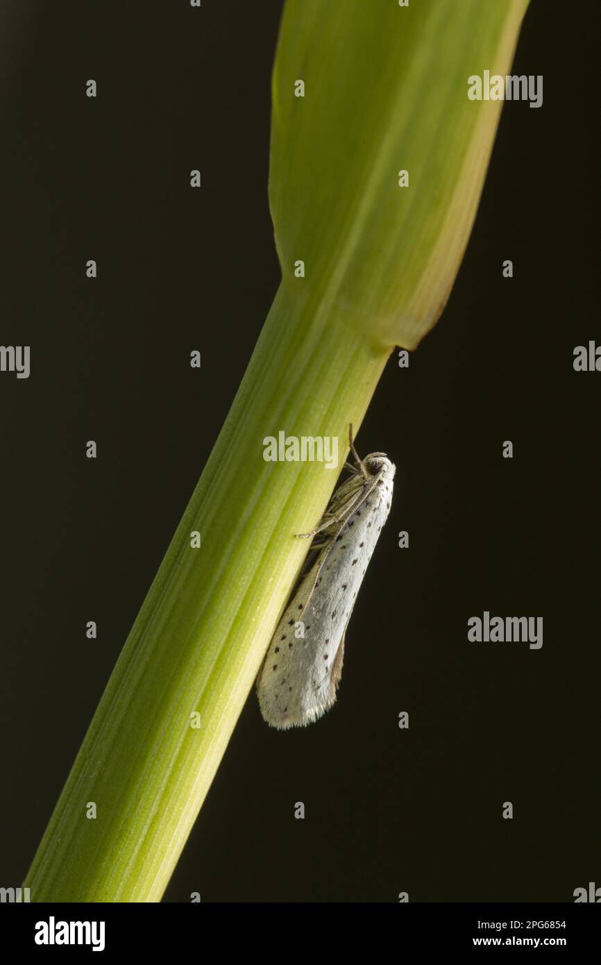 Hermines d'vergers (Yponomeuta padella), insectes, papillons, animaux, Autres animaux, Orchard ermine adulte, reposant sur l'herbe, Sheffield, Sud Banque D'Images
