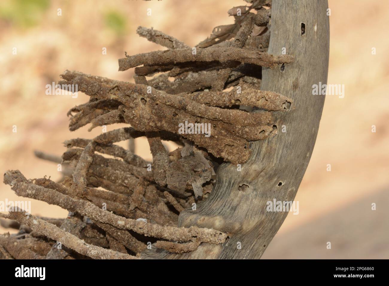Pylônes de corne (Ceratophaga vastatella) les tours fécales larvaires émergeant de corne, l'un des rares animaux qui se nourrissent de kératine, Kafue N. P. Zambie Banque D'Images