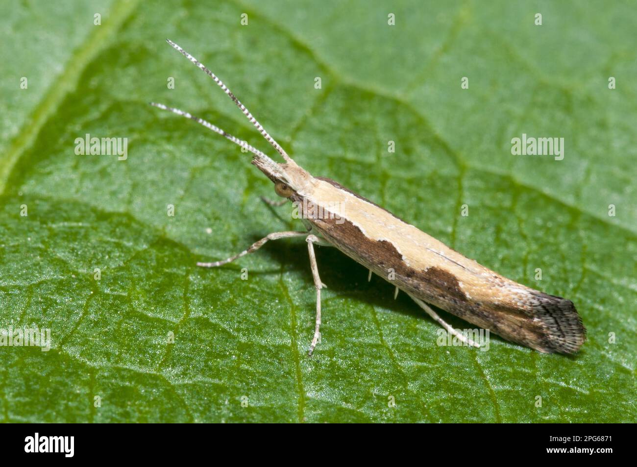 Teigne de diamant (Plutella xylostella), teigne de chou, blattes de chou, papillons de chou, Plutellidae, Insectes, papillons, animaux, autres Banque D'Images