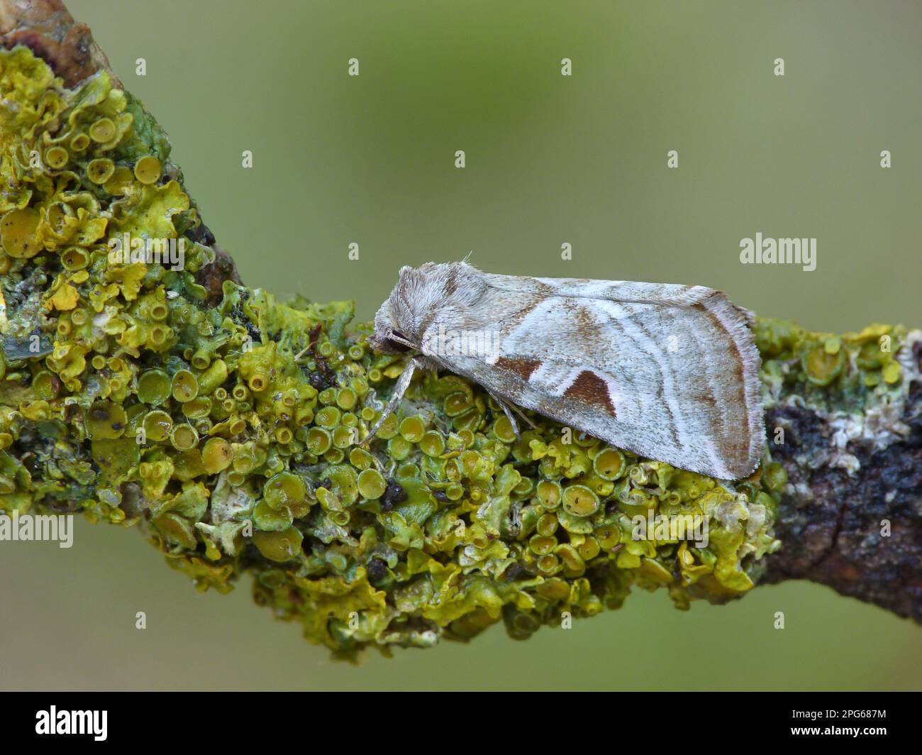 Pierre argentée argentée (Eucumarta virgo) adulte, reposant sur une branche couverte de lichen, vallée de Cannobina, Alpes italiennes, Piémont, Italie du Nord Banque D'Images