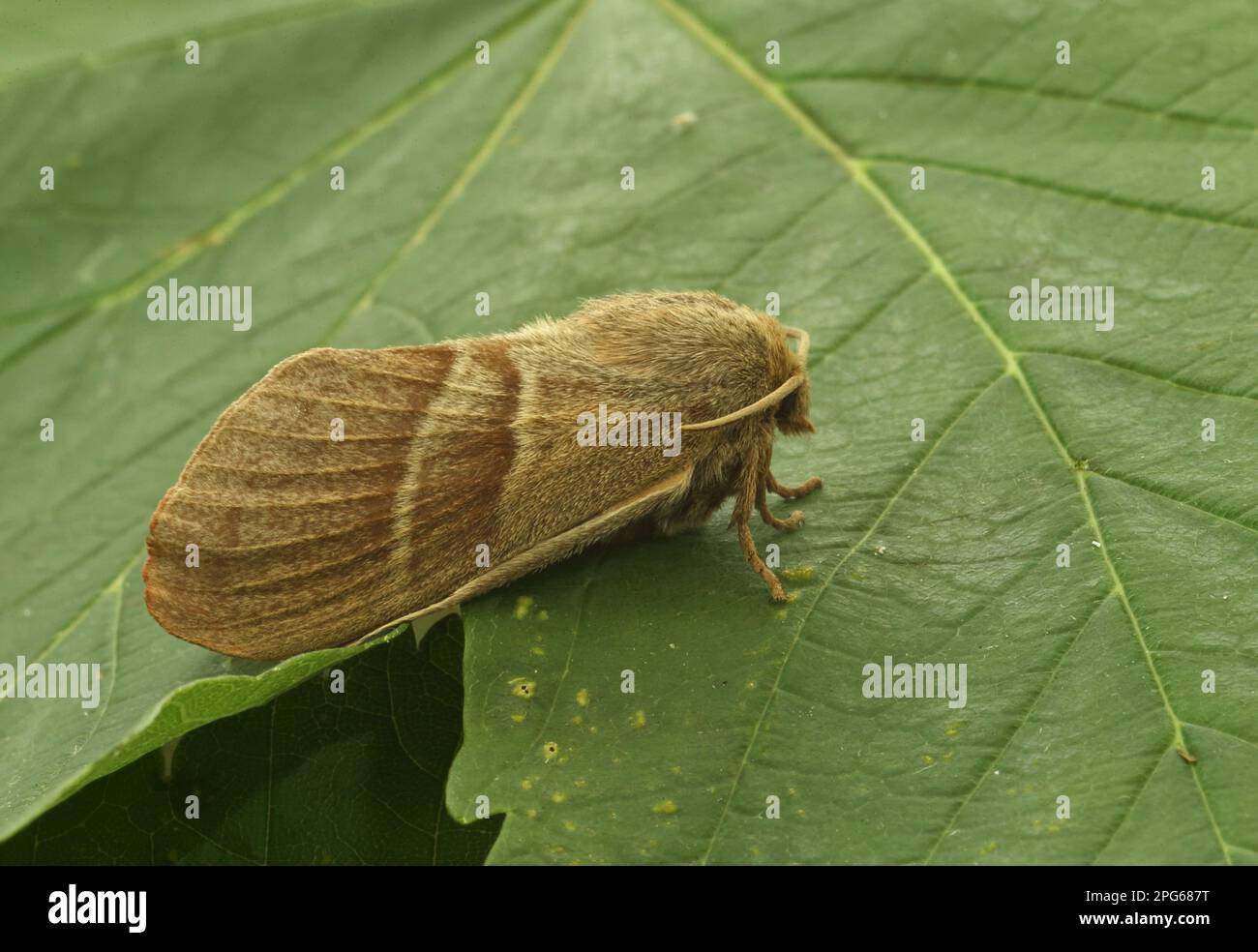 Fox Moth (Macrothylacia rubi) adulte femelle, reposant sur la feuille, Norfolk, Angleterre, Royaume-Uni Banque D'Images