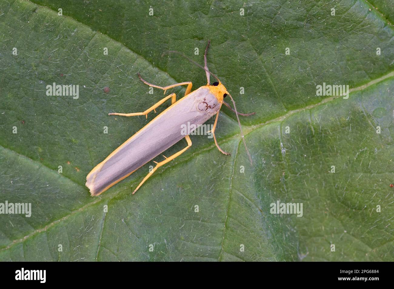 Footman rare (Eilema compliana) adulte, reposant sur la feuille, Angleterre, Royaume-Uni Banque D'Images