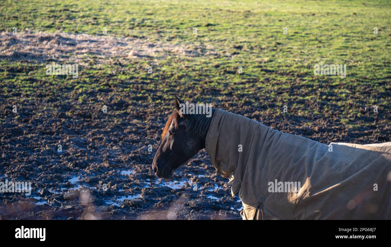 chevaux prenant le soleil sur la ferme. Chevaux anglais avec des gaines sur eux. Banque D'Images