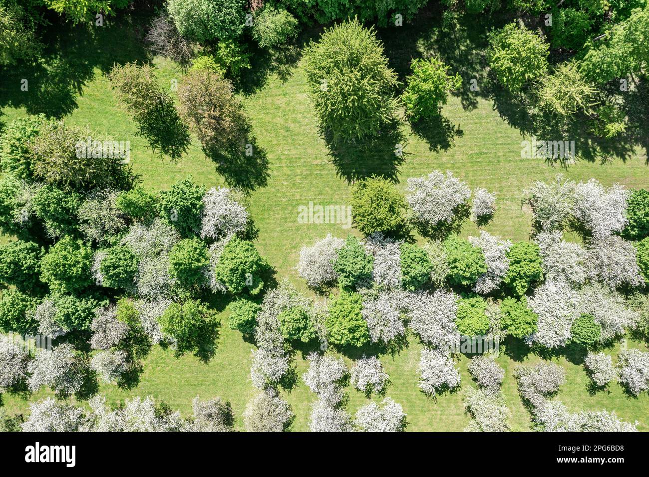 jardin de fruits. verger de pommes au printemps. vue aérienne du dessus depuis un drone volant. Banque D'Images