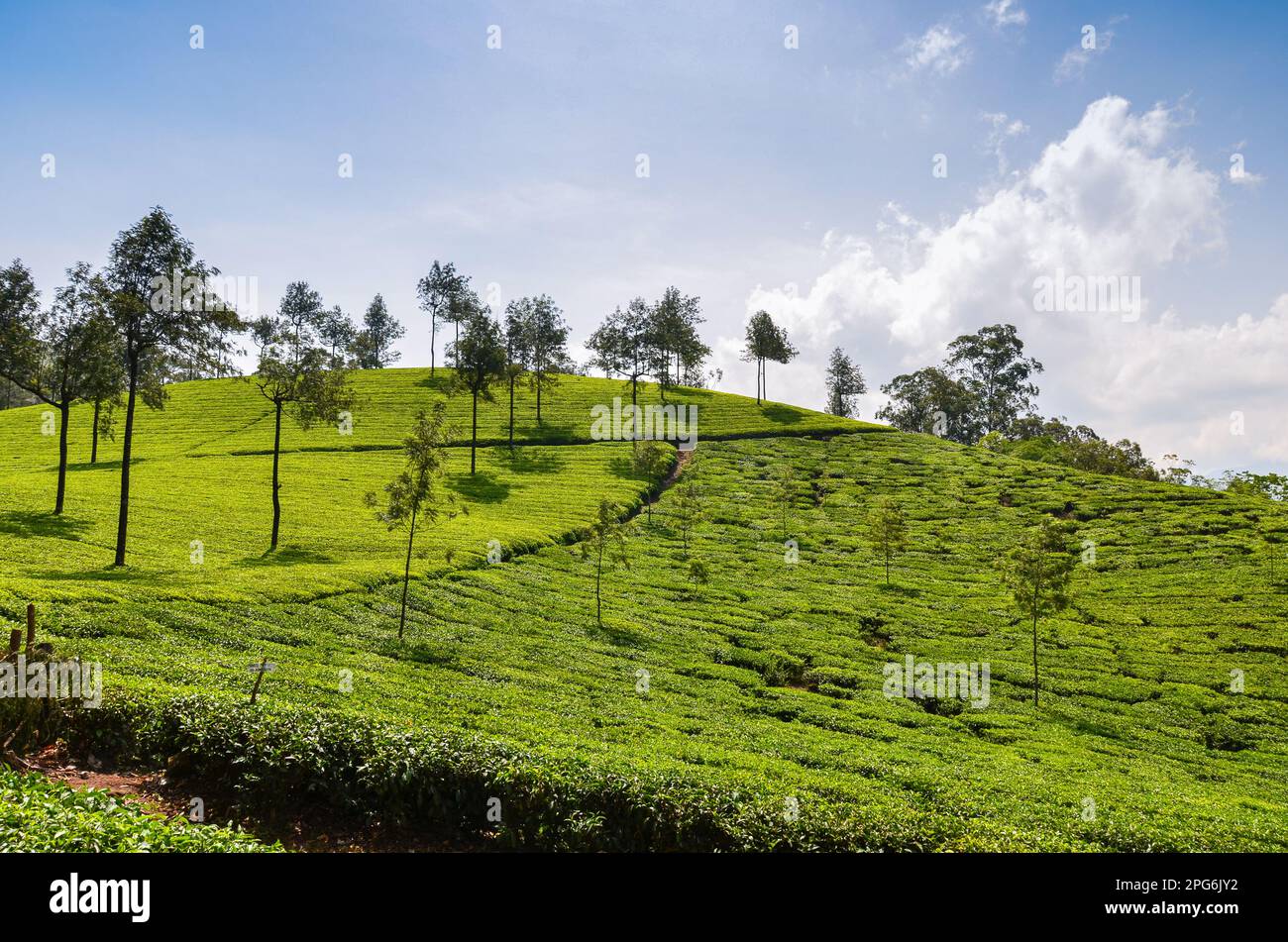 Jardins de thé à Munnar, Kerala, Inde Banque D'Images
