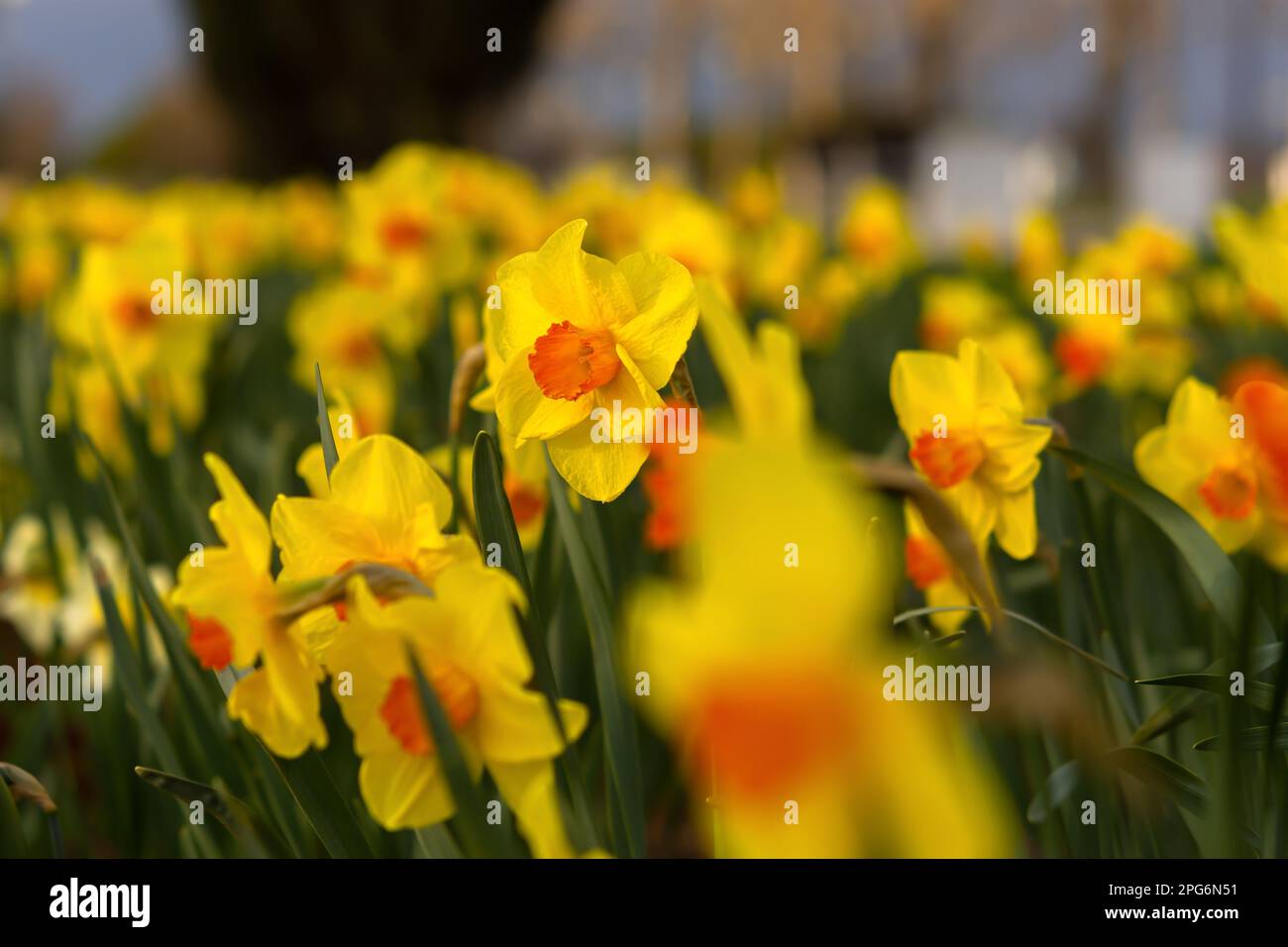 Les narcisses jaunes fleurissent. Des fleurs de printemps lumineuses poussent dans le jardin. Magnifique arrière-plan de printemps naturel pour un motif carte postale. Aménagement paysager et conception de Banque D'Images