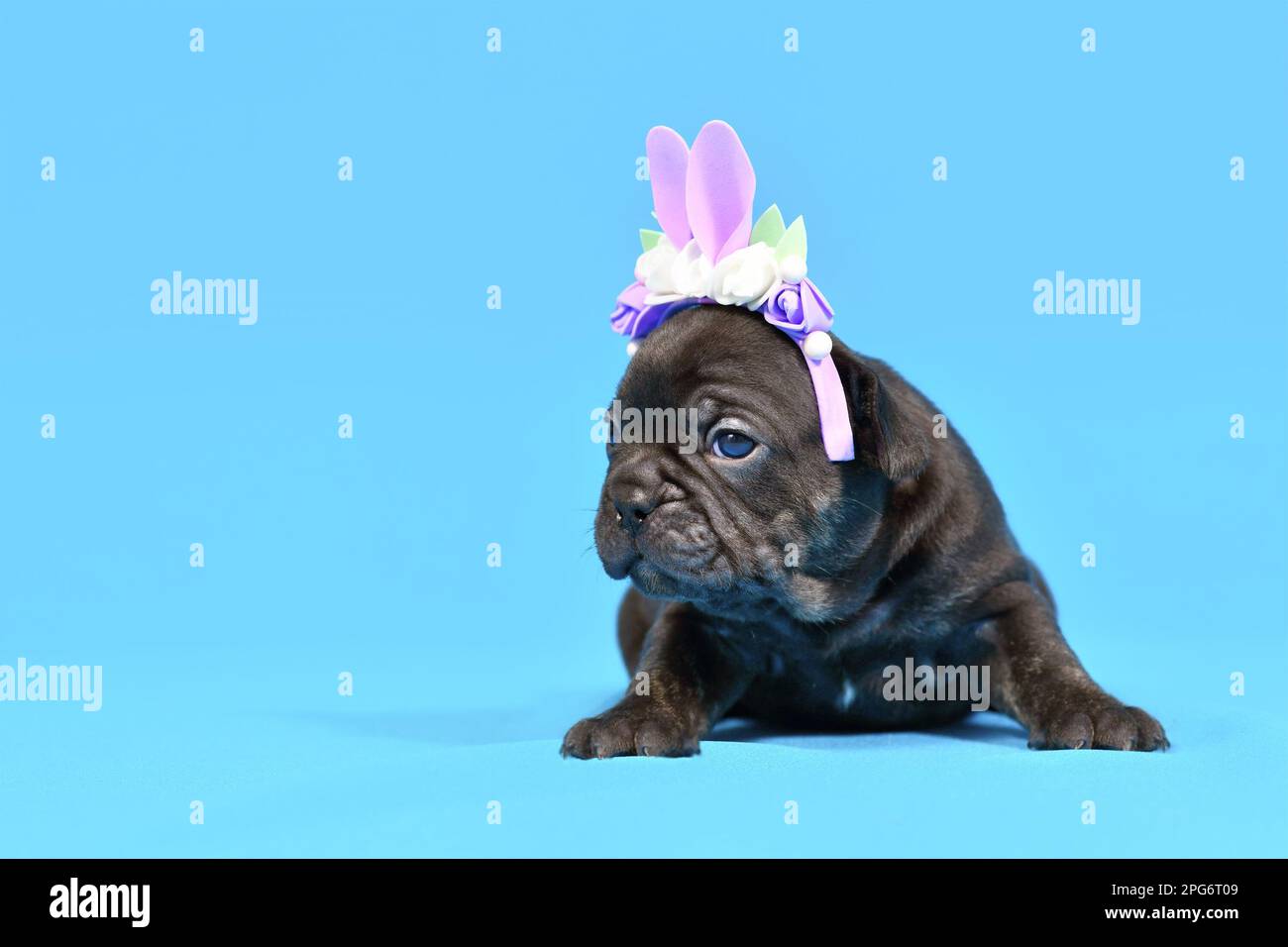 Chien Bulldog français noir chiot habillé comme lapin de Pâques avec des oreilles de lapin serre-tête avec des fleurs sur fond bleu Banque D'Images