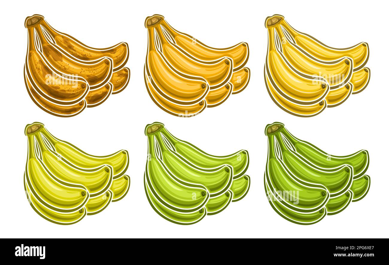 Vector Banana Bunch Set, bannière décorative horizontale avec lot collection d'illustrations découpées de groupe différents marron riped et vert non ripped wh Illustration de Vecteur