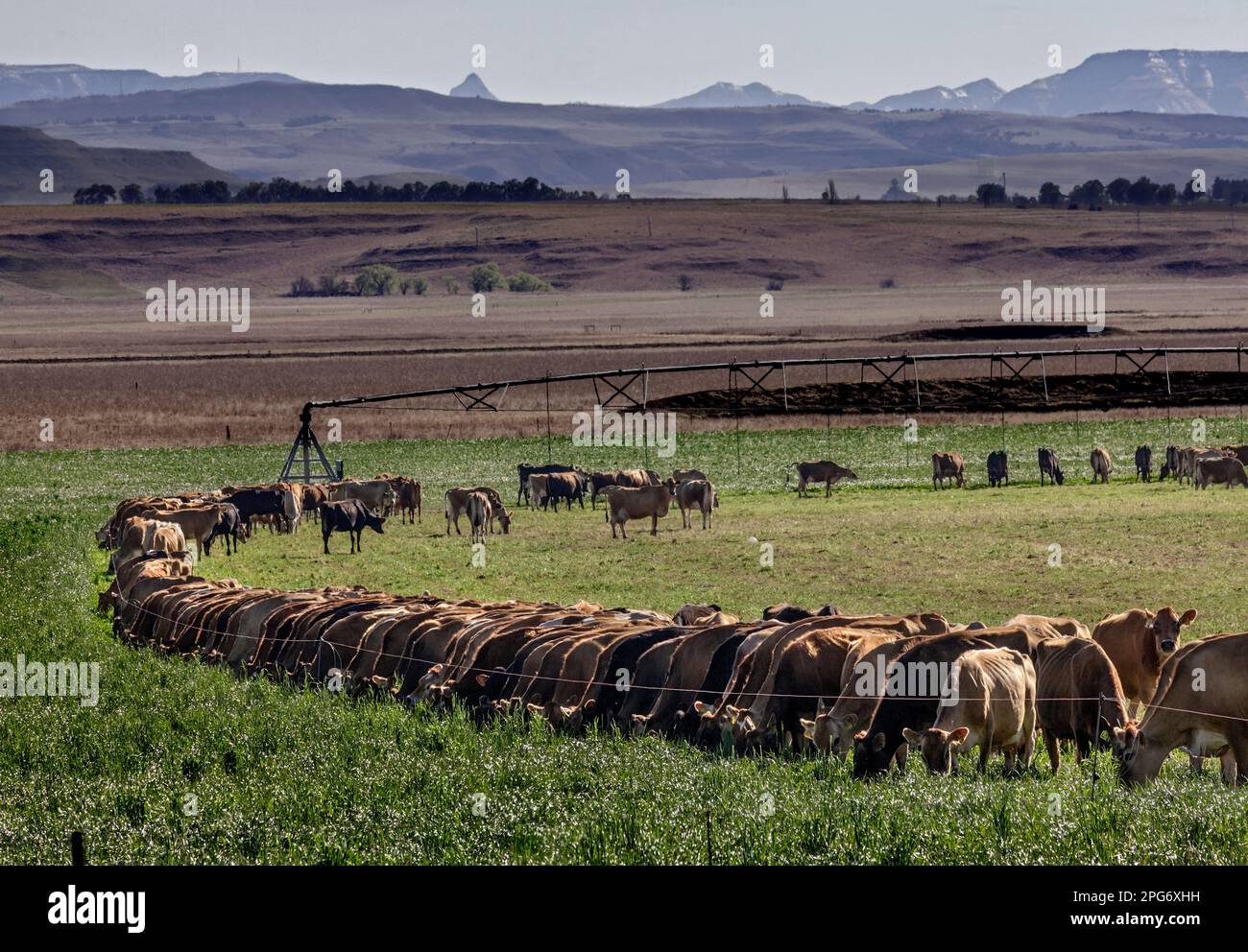 Les vaches de Jersey se broutent sur un fiels de lucérane près du village agricole de Cedarville, dans la province du Cap-est. Banque D'Images